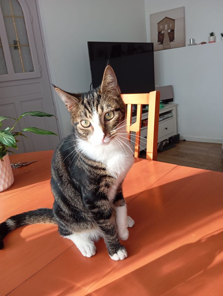 WINDOWS 180 95620 Parmain