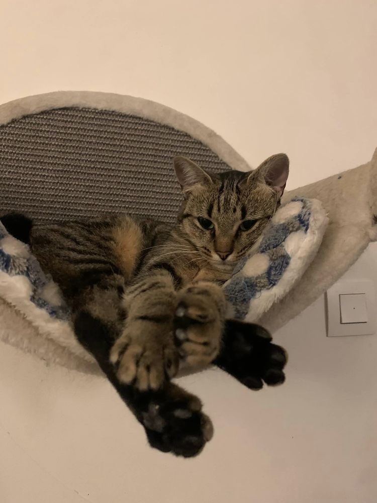 Pippa 200 44000 Nantes