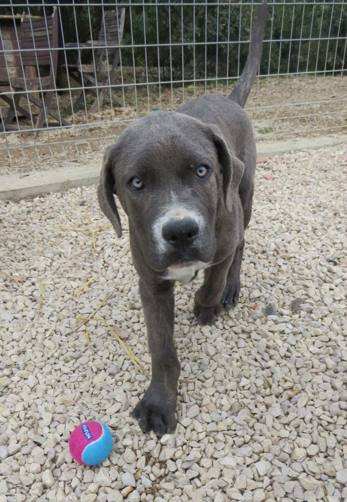 Blue est &agrave; l'adoption! 0 34000 Montpellier