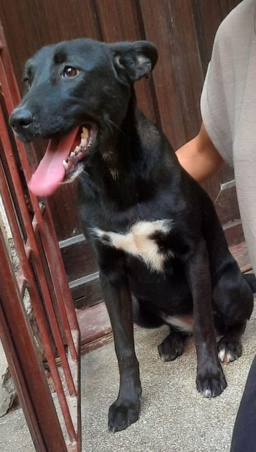 POULKY FEMELLE NON ST&Eacute;RILIS&Eacute;E 8 MOIS  A SAUVER DE ROUMANIE 0 75018 Paris