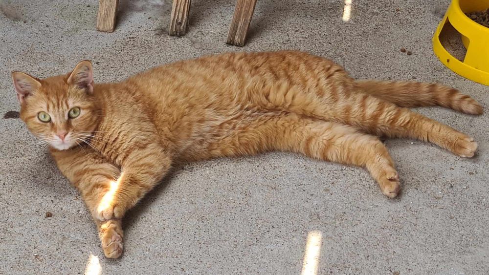 TARTINE femelle rousse 4 ans 160 17500 Jonzac