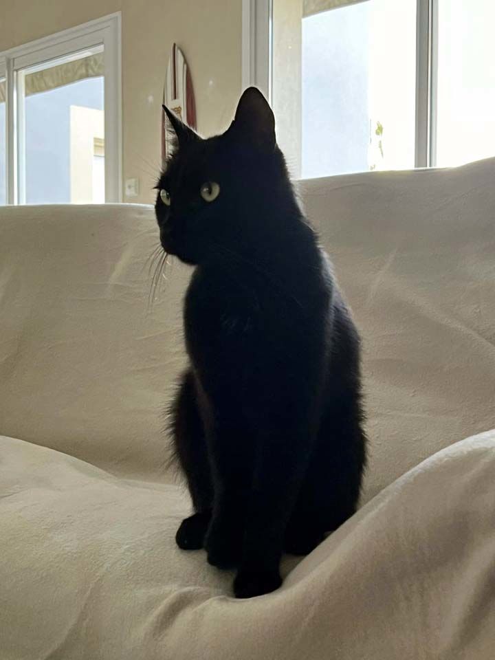 BAMBOU, magnifique chat noir &agrave; adopter via l'association UMA 200 18340 Levet