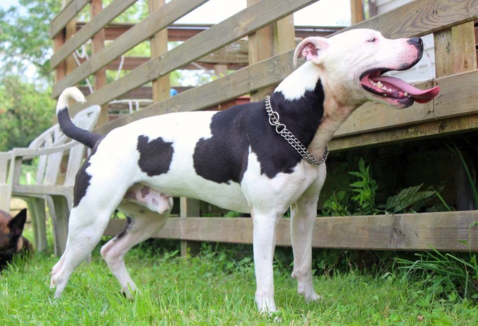 GOLO, magnifique crois&eacute; American Staffordshire d&eacute;class&eacute; &agrave; adopter via l'association UMA 350 18210 Bessais-le-fromental