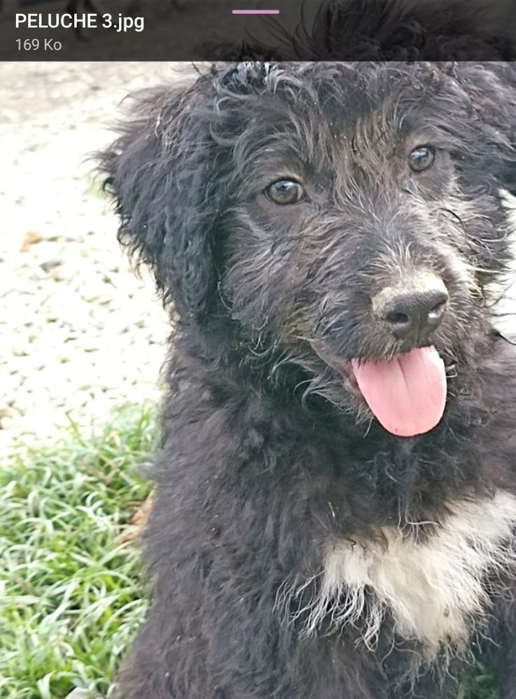 PELUCHE M&Acirc;LE NON CASTR&Eacute; 4MOIS A SAUVER DE ROUMANIE ADOPTION SEULEMENT 0 75018 Paris