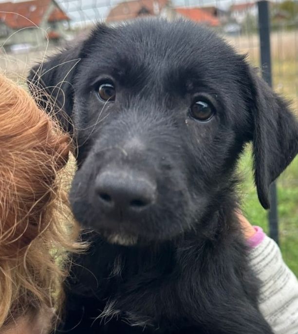 MAZE FEMELLE NON ST&Eacute;RILIS&Eacute;E 5 MOIS A SAUVER DE ROUMANIE ADOPTION SEULEMENT 0 75018 Paris
