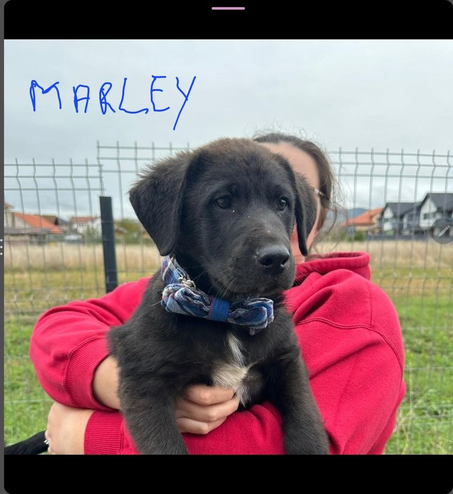 MARLEY M&Acirc;LE NON CASTR&Eacute; 5 MOIS A SAUVER DE ROUMANIE ADOPTION SEULEMENT 0 75018 Paris