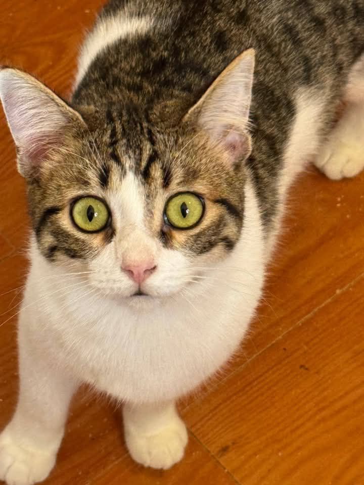 TOFU 230 27620 Gasny