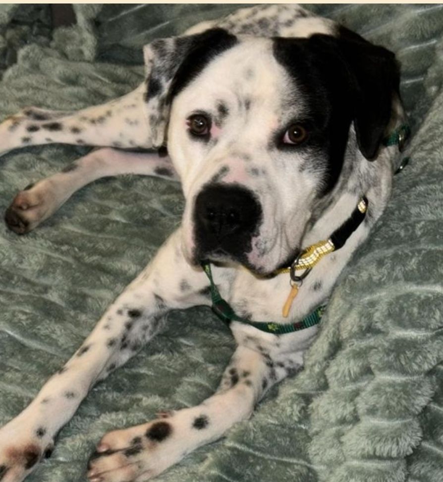 SOS ROCKY M&Acirc;LE NON CASTR&Eacute; 15 MOIS A SAUVER D'ILE DE FRANCE  ADOPTION OU ACCEUIL 0 75018 Paris