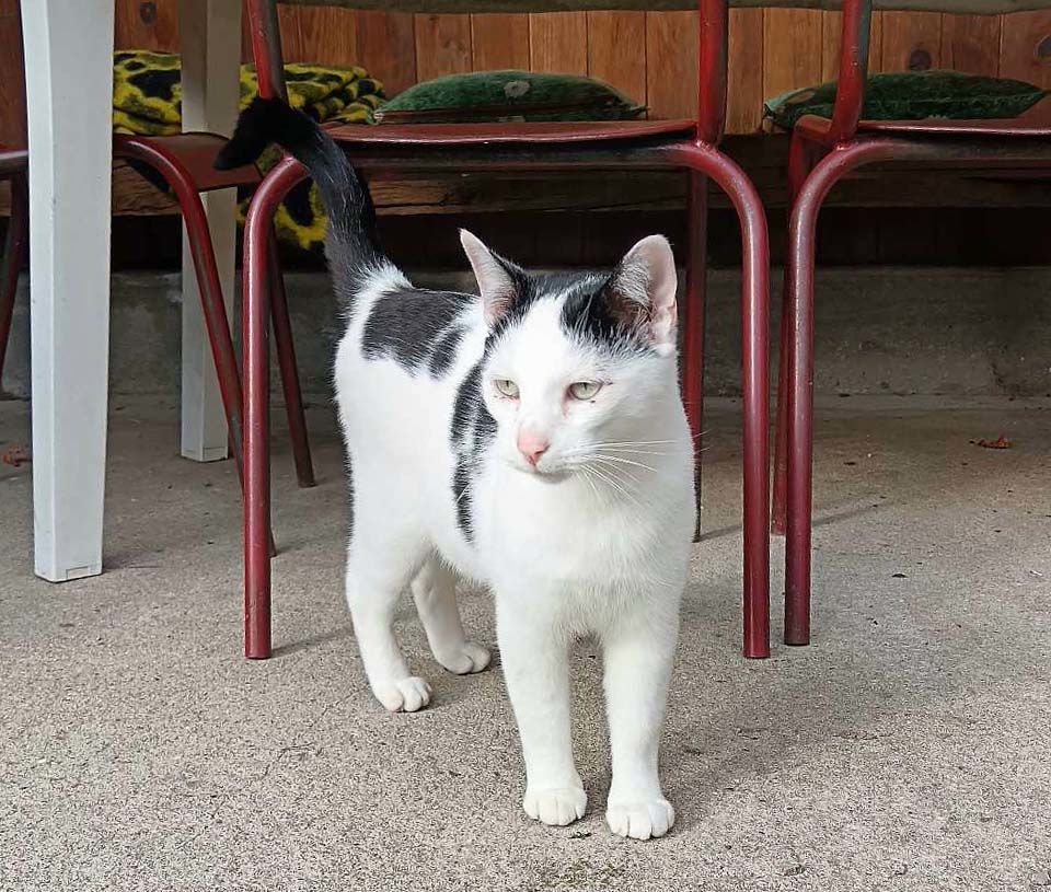 COSMOS, adorable chat noir et blanc &agrave; adopter via l'association UMA 200 03350 Theneuille