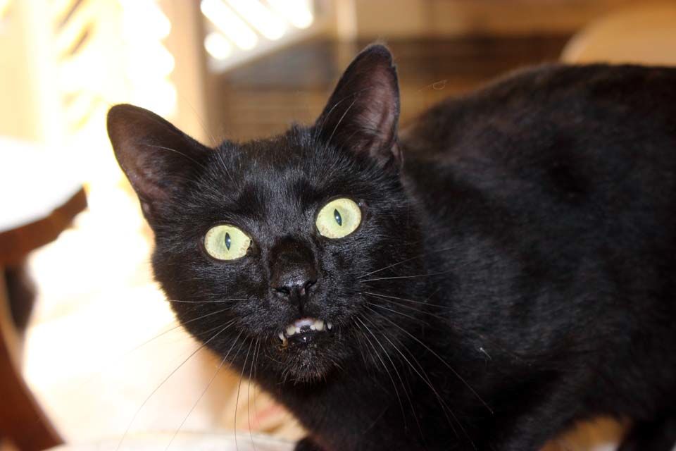 EROS, magnifique chat noir &agrave; adopter via l'association UMA 200 44100 Nantes