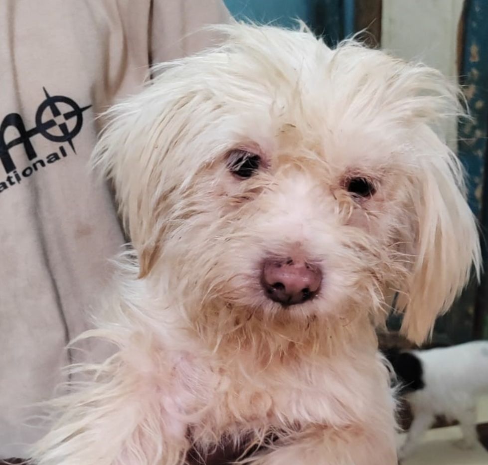 MOLLY FEMELLE NON ST&Eacute;RILIS&Eacute;E 5ANS A SAUVER D'&Eacute;GYPTE ADOPTION SEULEMENT 0 75018 Paris