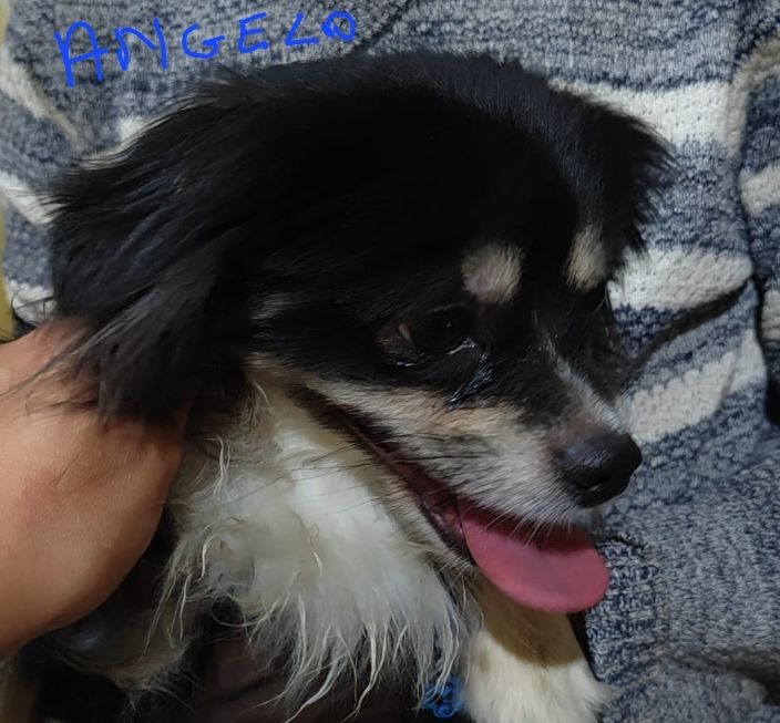 ANGELO M&Acirc;LE NON CASTR&Eacute; 4 ANS A SAUVER D'&Eacute;GYPTE ADOPTION SEULEMENT 0 75018 Paris