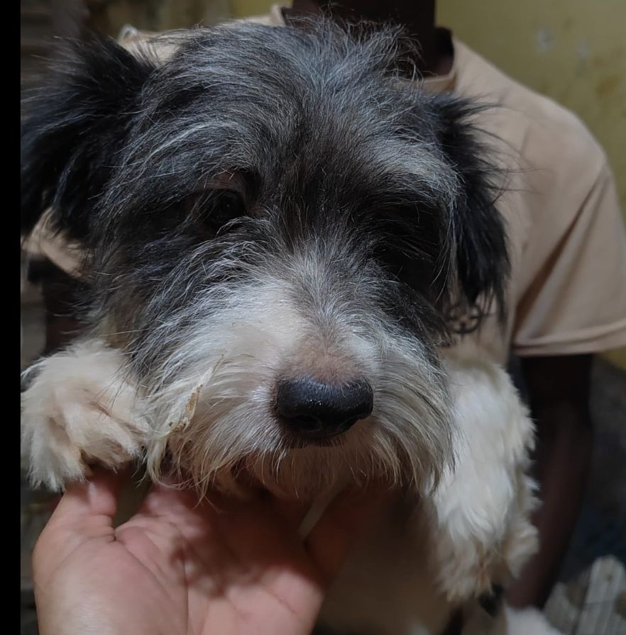 TANGO M&Acirc;LE NON CASTR&Eacute; 1AN ET DEMI A SAUVER D'&Eacute;GYPTE ADOPTION SEULEMENT 0 75018 Paris