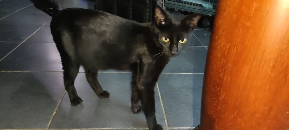 Chat MOUMOUNE &agrave; l adoption 200 07130 Saint-romain-de-lerps