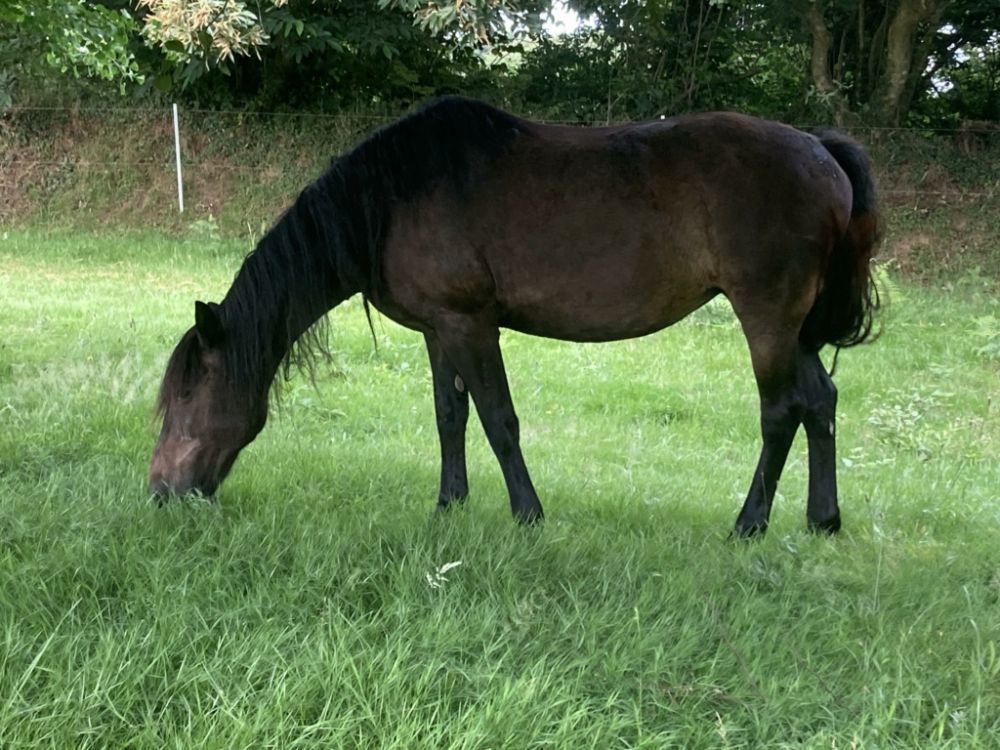 Esplendida belle jument de 29 ans 250 29200 Brest