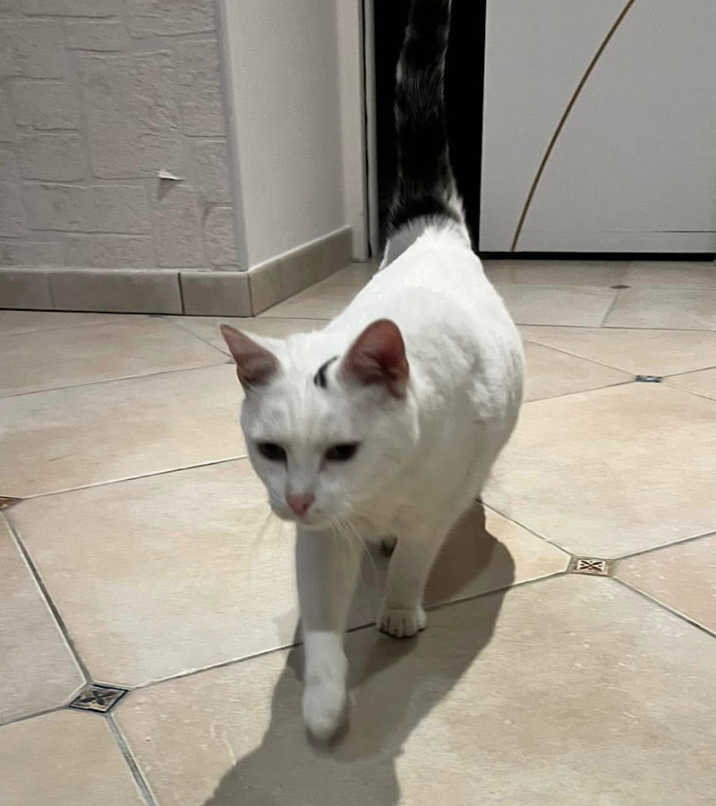 SIMBA, gentil chat blanc et noir &agrave; adopter via l'association UMA 200 18340 Levet