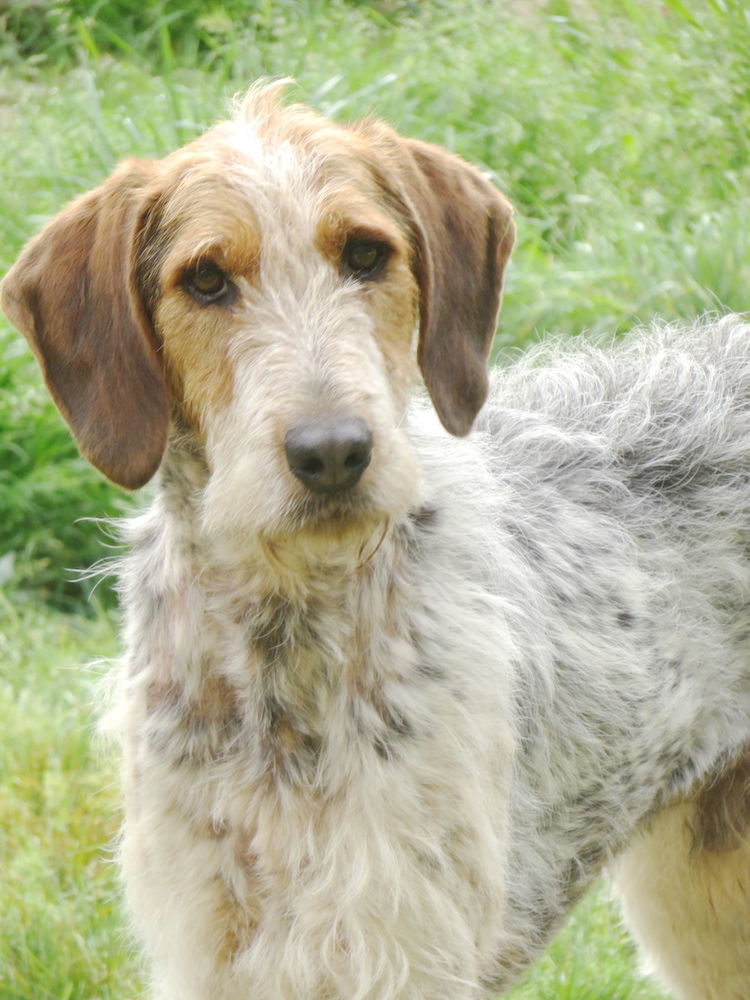 Iago est &agrave; l'adoption! 0 34000 Montpellier