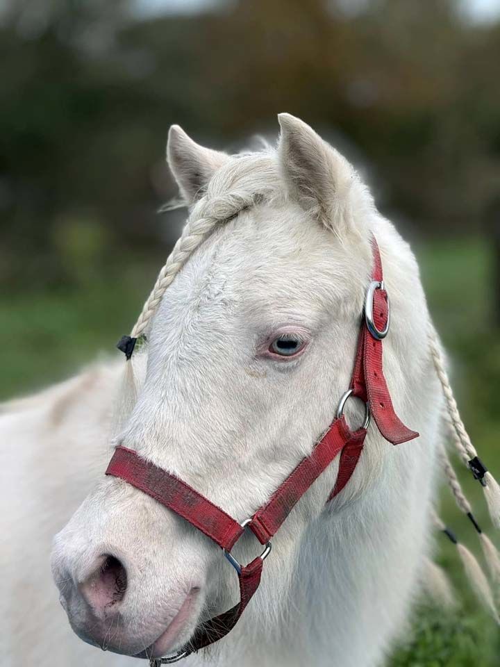 GIPSY, magnifique ponette ONC cr&egrave;me &agrave; adopter via l'association UMA 800 44810 H�ric