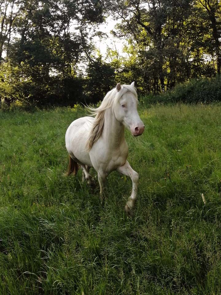IDALGO, gentil poney ONC cr&egrave;me &agrave; adopter via l'association UMA 800 44810 H�ric