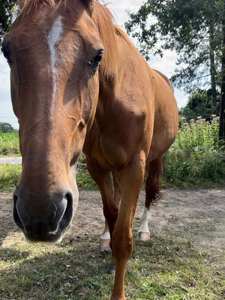HIBIKI, superbe cheval Selle Fran&ccedil;ais PP &agrave; adopter via l'association UMA 800 44290 Conquereuil