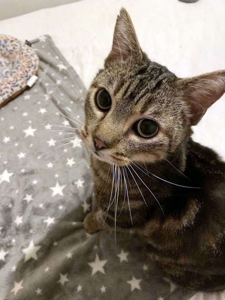 PUNCHY, magnifique chat tigr&eacute; &agrave; adopter via l'association UMA 200 44400 Rez�