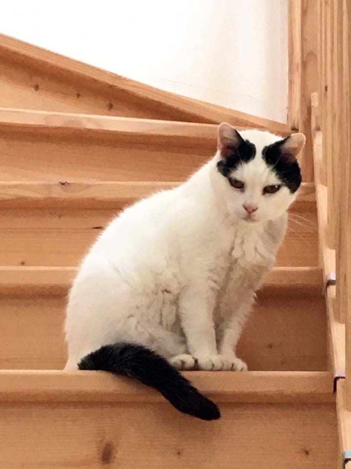 BLANCHETTE, superbe chatte noire et blanche &agrave; adopter via l'association UMA 50 18370 Saint-saturnin