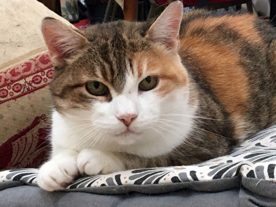 CAUSETTE, jolie chatte tricolore &agrave; adopter via l'association UMA 50 18370 Saint-saturnin