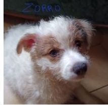 URGENT ZORO MALE NON CASTR&Eacute; NE LE 10/11/24 CHERCHE  FAMILLE D'ACCEUIL ILE DE FRANCE OU   A ADOPTER 0 75018 Paris