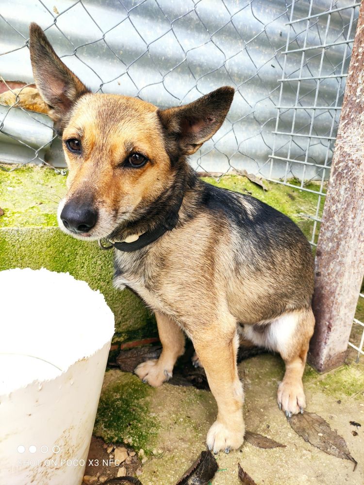 LEON 320 27620 Gasny