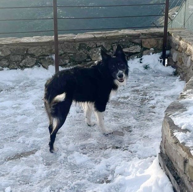 LOUCK, le Border qui revient de loin.... est &agrave; l'ADOPTION ! 0 34000 Montpellier