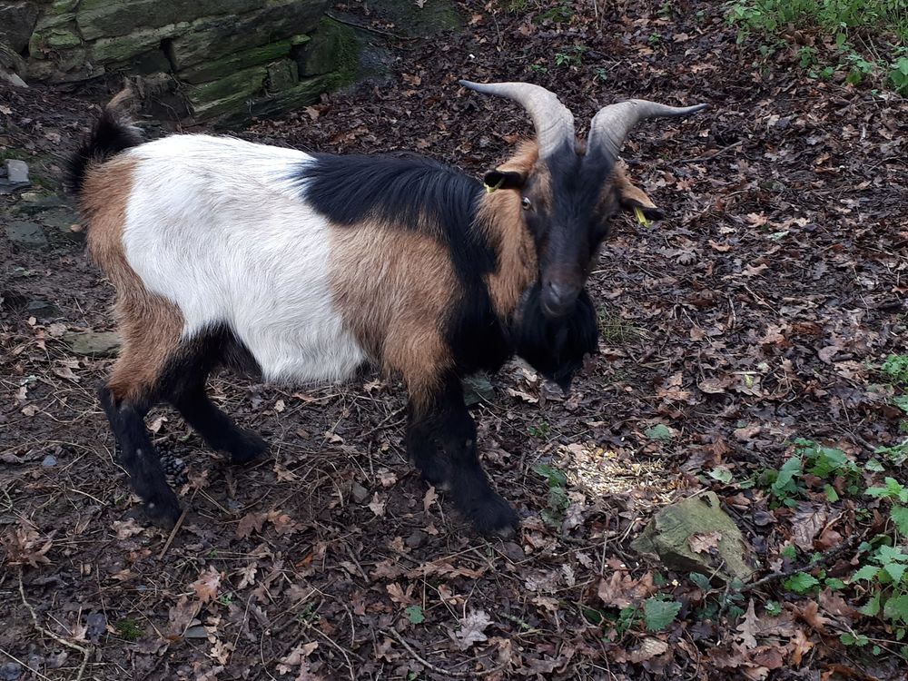 SWAMP, magnifique bouc &agrave; adopter via l'association UMA 50 44290 Pierric