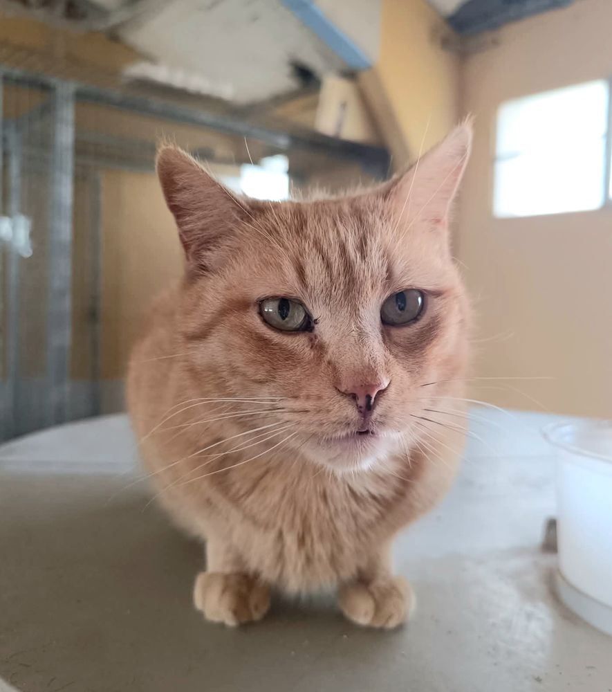 GARFIELD 230 27620 Gasny