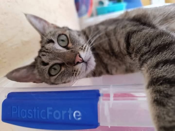 REISY 230 27620 Gasny