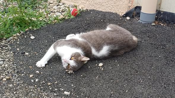 Chat FRIMOUSSE &agrave; l adoption 100 26130 Sol�rieux