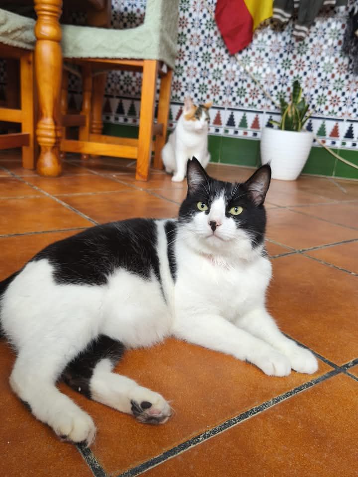 GORDO 230 27620 Gasny