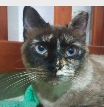 GALAXY 230 27620 Gasny