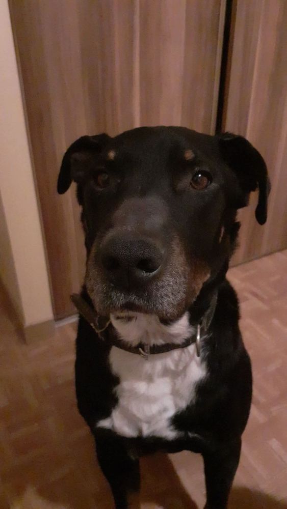 SAM 250 44370 La chapelle-saint-sauveur