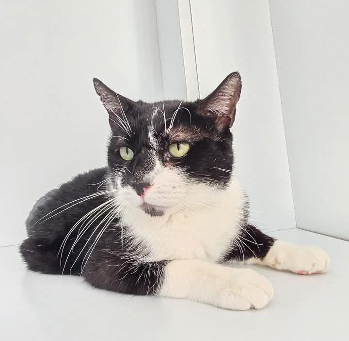 BAMB&Uacute; 230 27620 Gasny