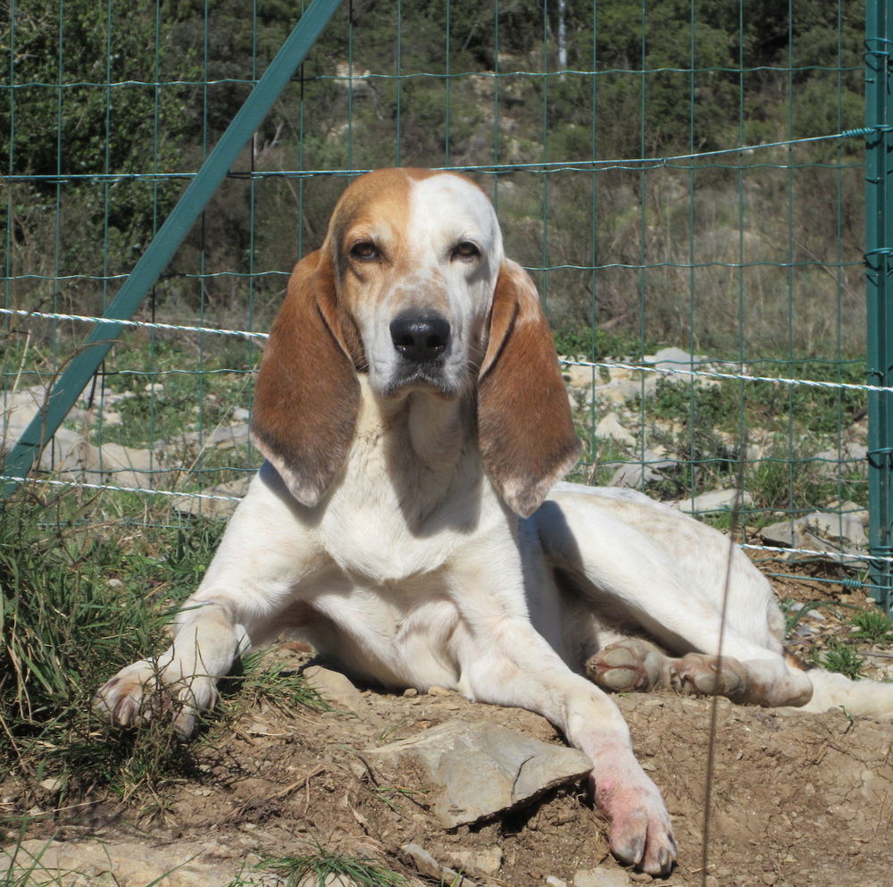 Max est &agrave; l'adoption! 0 34000 Montpellier