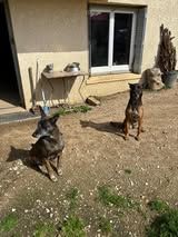 Chien WIN &agrave; l adoption 100 07100 Annonay