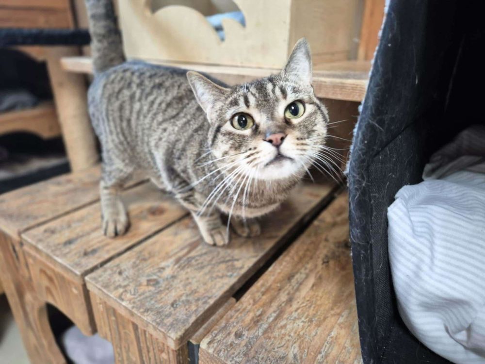 CANDY 200 26700 Pierrelatte