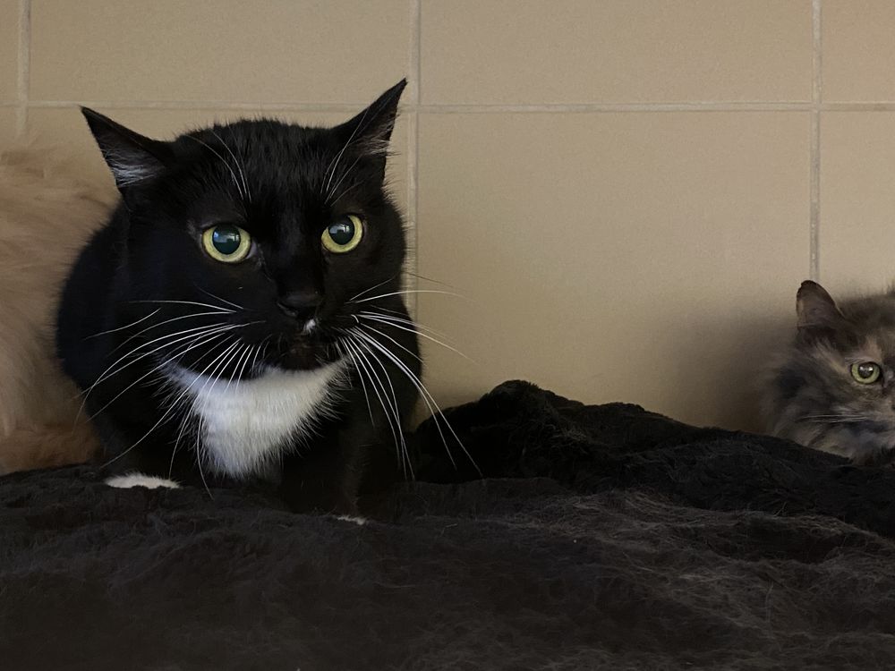 DAISY 50 26700 Pierrelatte