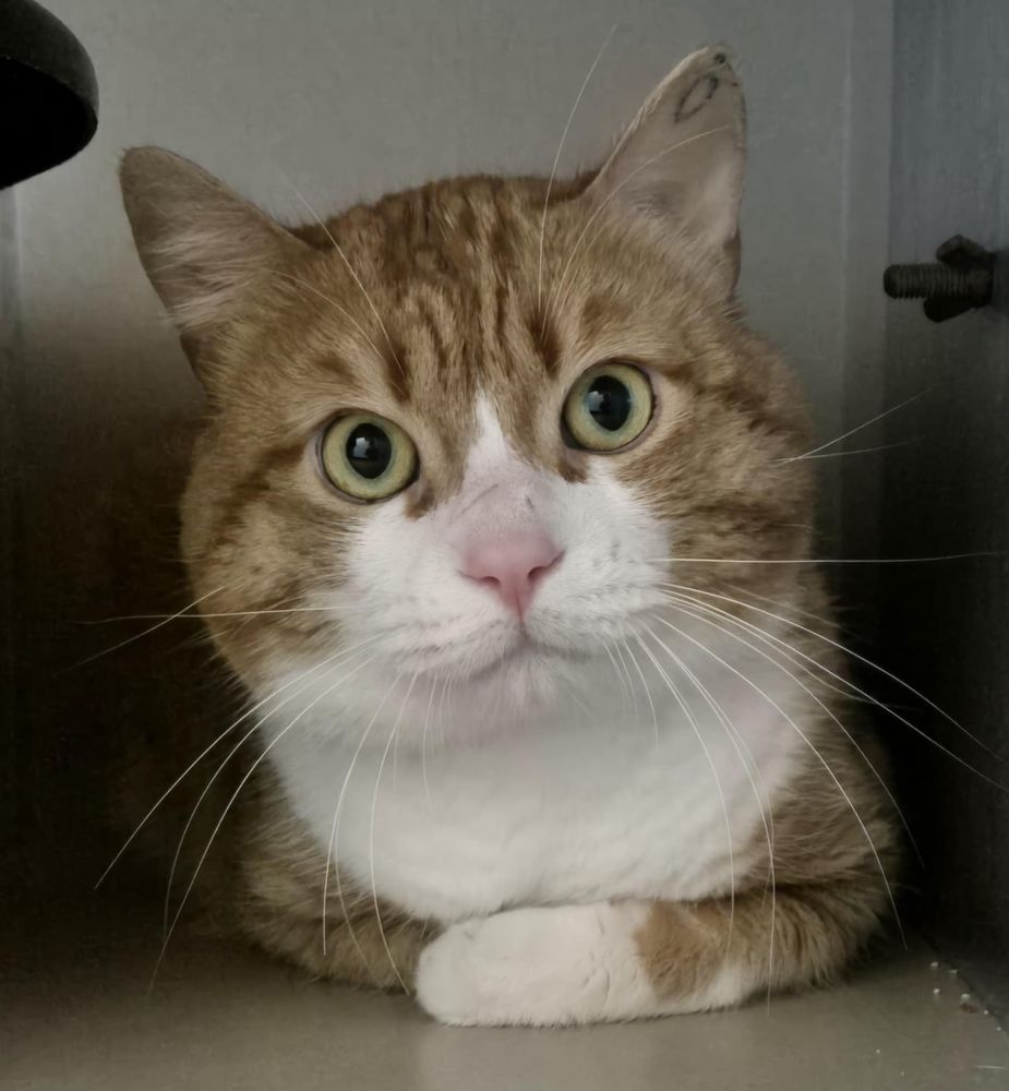 VOLDEMORT 200 26700 Pierrelatte