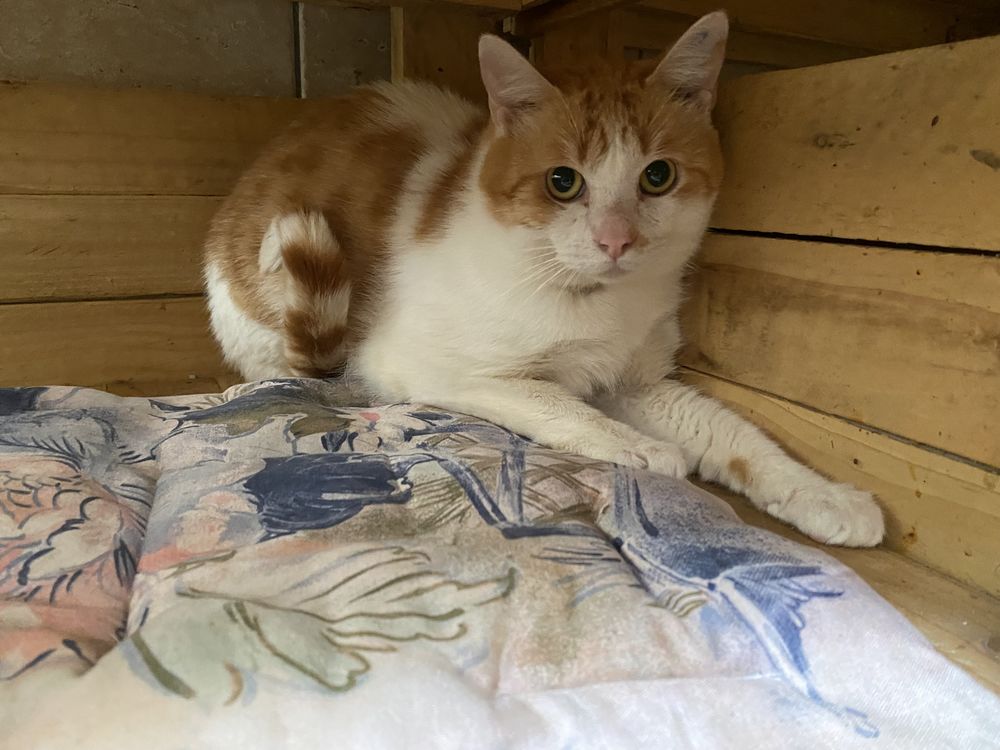 TAC 200 26700 Pierrelatte