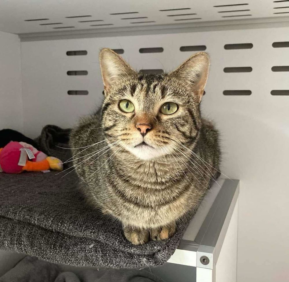 JANISSE 200 26700 Pierrelatte