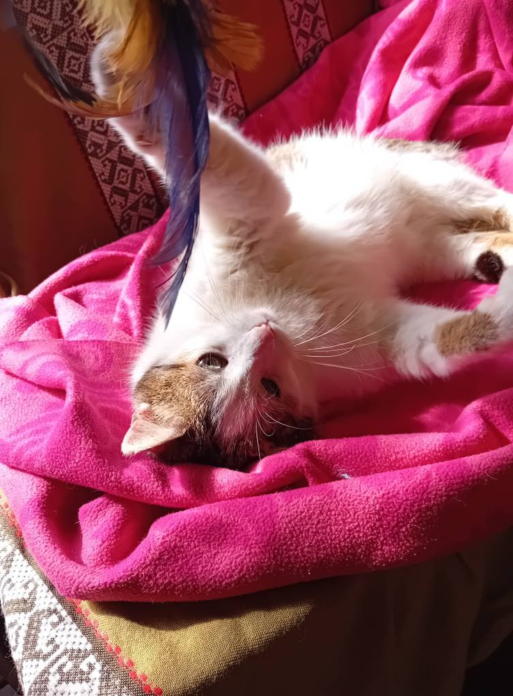 Chantal 170 44000 Nantes