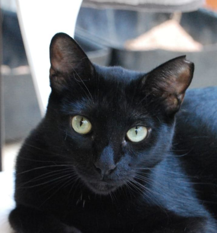 COCO 230 27620 Gasny