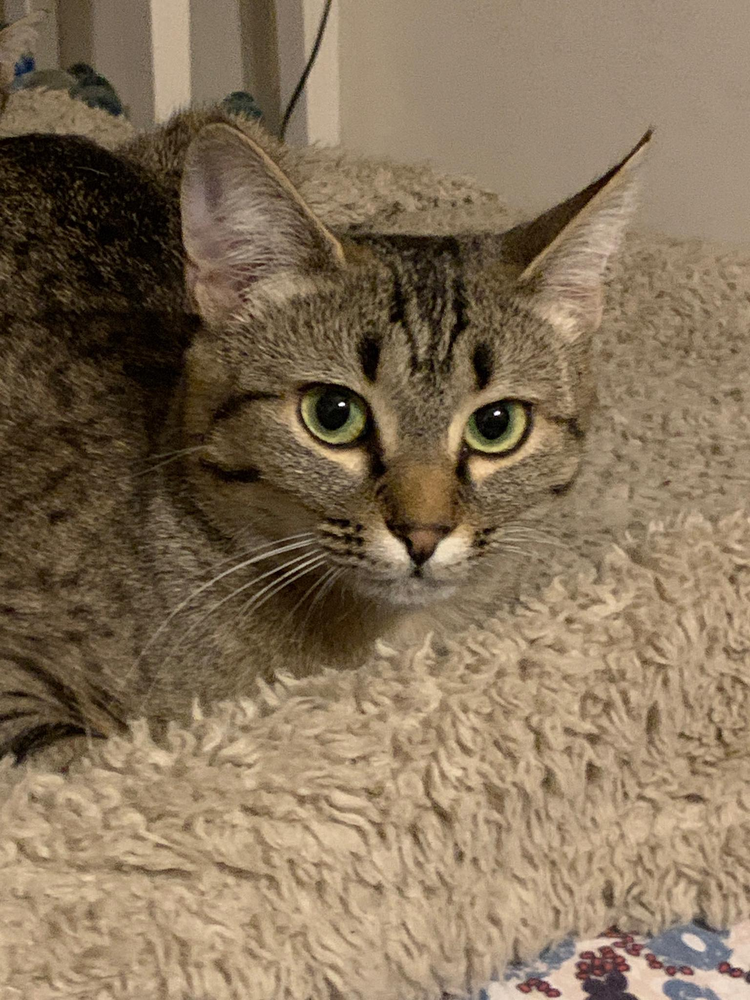 Cupidon 100 44000 Nantes