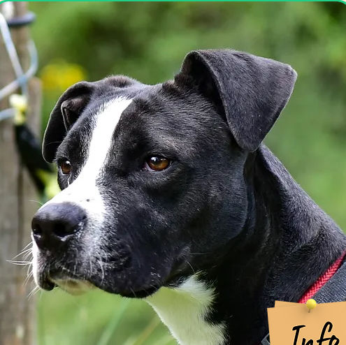 Nikita 230 26700 Pierrelatte