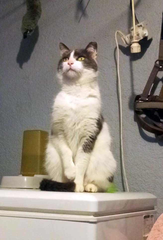 BELZEBUTH, magnifique chat gris et blanc &agrave; adopter via l'association UMA 200 18800 Villabon